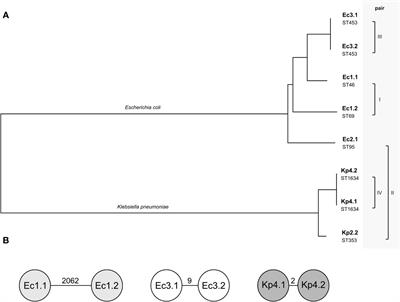 Plasmid-encoded gene duplications of extended-spectrum β-lactamases in clinical bacterial isolates